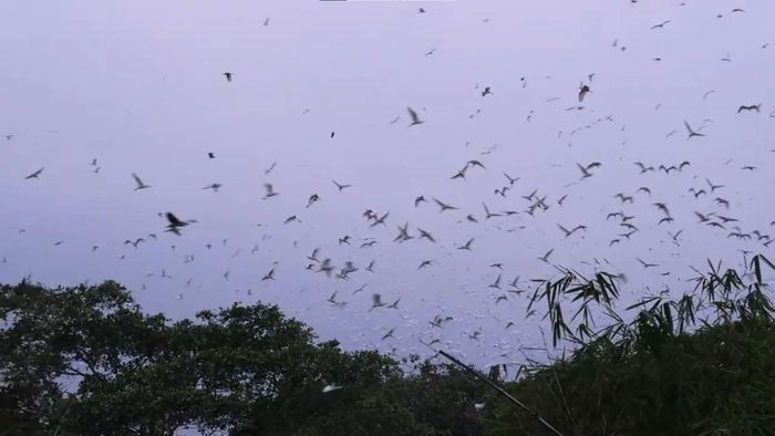 Những đàn cò trở về tổ khi chiều xuống, tạo nên khoảnh khắc bình yên giữa không gian xanh của Vườn cò Tân Long. Ảnh: Tường Quang