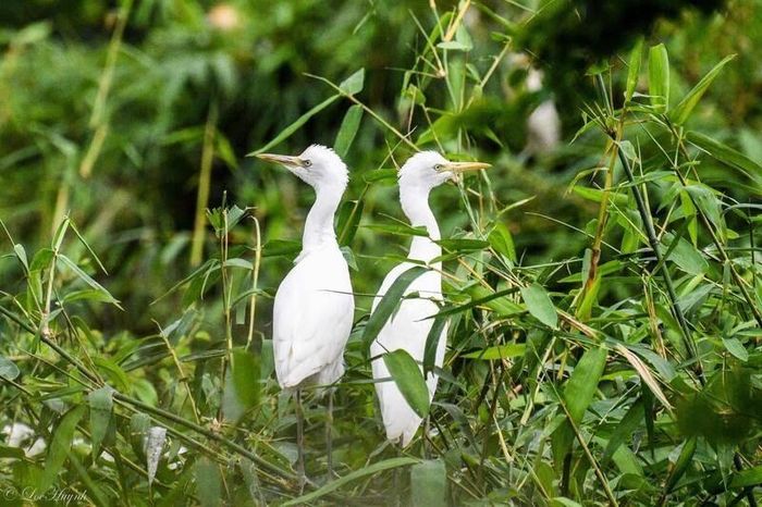 Những tán cây rậm rạp là nơi các loài chim làm tổ, góp phần duy trì hệ sinh thái tự nhiên tại khu vườn. Ảnh: Tường Quang