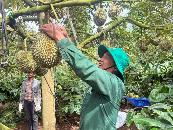 Sầu riêng là cây trồng mang lại giá trị kinh tế lớn