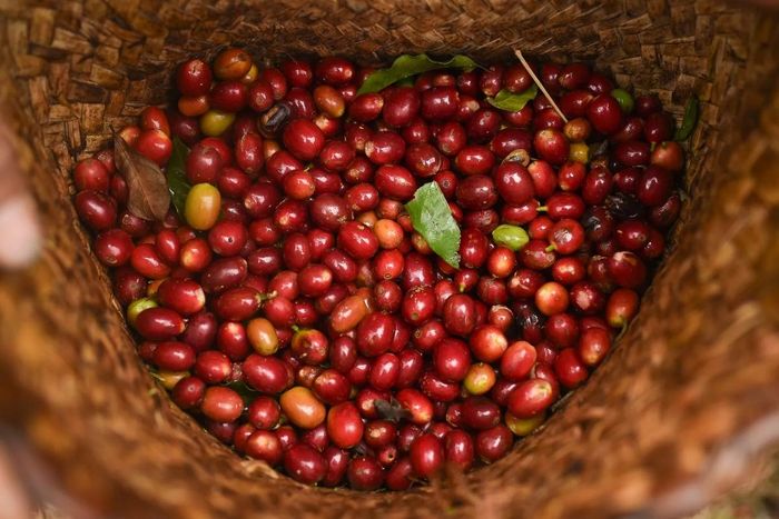 Giá cà phê giảm ở các vùng trồng tại Tây Nguyên.