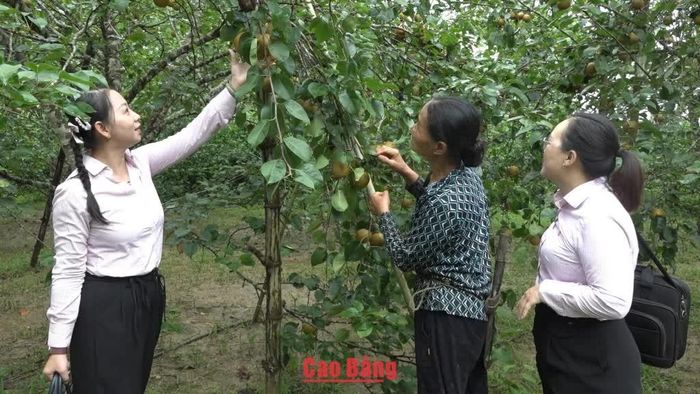 Cán bộ Phòng Giao dịch Ngân hàng Chính sách xã hội Nguyên Bình kiểm tra hiệu quả mô hình trồng lê từ nguồn vốn vay ưu đãi tại xóm Thể Dục, xã Nguyên Bình.