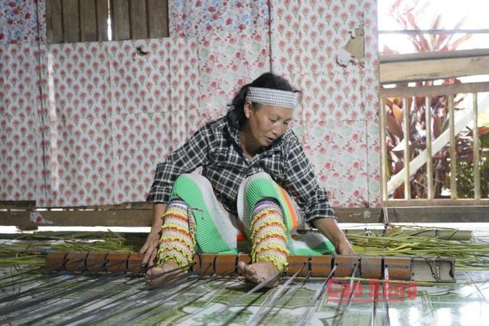 Cói sau khi cắt được phơi từ 1 - 2 ngày, đến độ dẻo vừa đủ để đưa vào khung dệt.