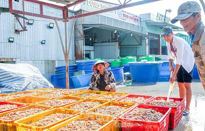 Hoạt động phân loại thuỷ hải sản tại Cảng cá Gành Hào, nơi tập trung tàu cá, dịch vụ hậu cần nghề cá và các hoạt động giao thương thuỷ sản của địa phương.