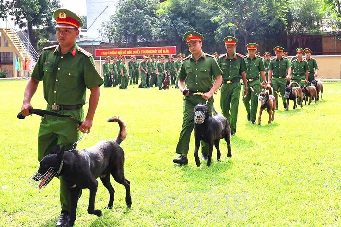 Cán bộ huấn luyện và chó nghiệp vụ của các đội tuyển tích cực tham gia thi đấu, tranh tài.