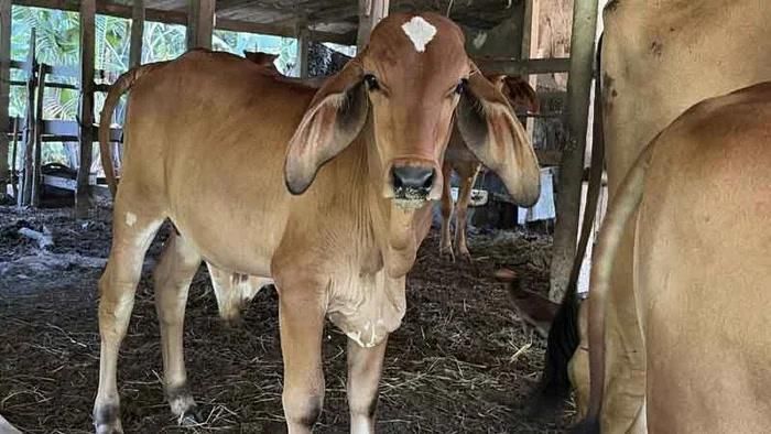 Một con bê đực ở Thái Lan đang thu hút sự quan tâm của đông đảo người dân địa phương nhờ vết bớt màu trắng có hình dáng lạ mắt trên trán.