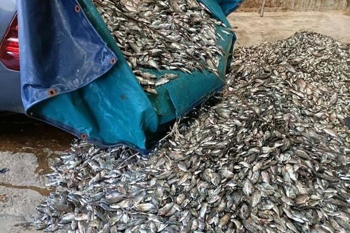 Theo ước tính của ngư dân, tổng khối lượng cá gần 200 kg. Ảnh: Tnews