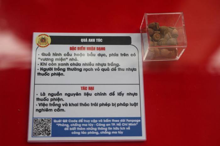 Quả anh túc (thuốc phiện)