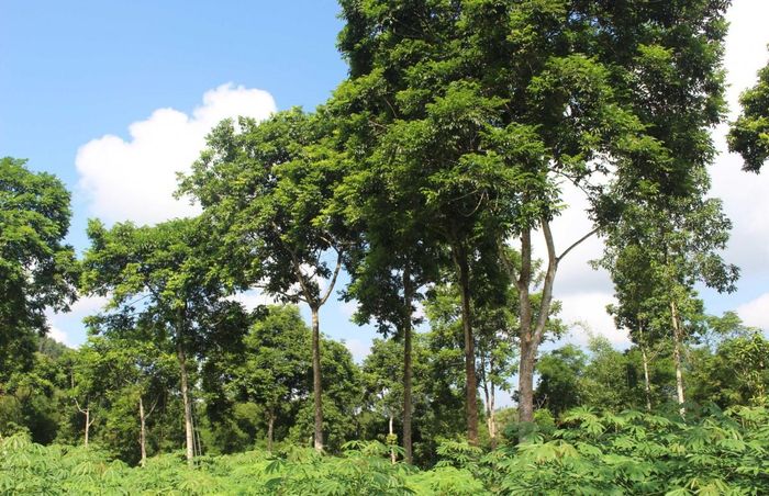 Phát triển cây trám đen gắn với kỹ thuật thâm canh và đầu ra ổn định được kỳ vọng tạo thêm sinh kế bền vững cho người dân địa phương.