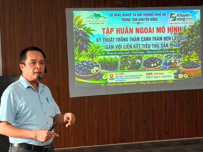 Ông Nguyễn Sỹ Hùng, cán bộ Trung tâm Khuyến nông Nghệ An, hướng dẫn kỹ thuật trồng, chăm sóc và phát triển cây trám đen ghép lấy quả.