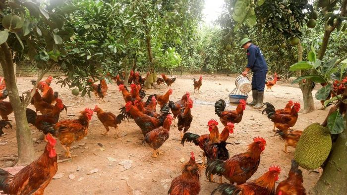 Nuôi gà dưới tán cây ở nông thôn