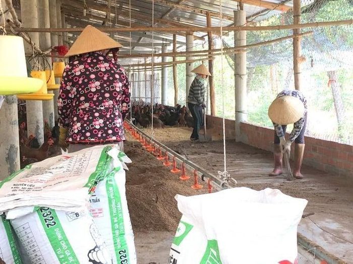 Xử lý phân, rác thải theo quy trình