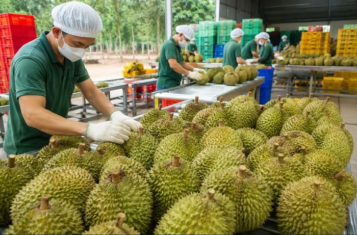  Các địa phương được yêu cầu rà soát, quản lý chặt diện tích sầu riêng, không mở rộng diện tích; tập trung nâng cao năng suất, chất lượng, hiệu quả sản xuất và gắn với liên kết chuỗi, nhu cầu thị trường. Ảnh: Minh họa 