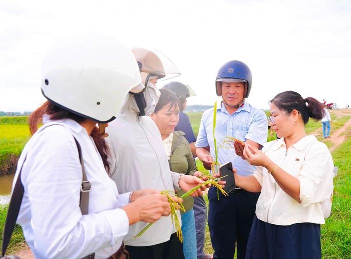Kiểm tra thực tế tại các cánh đồng