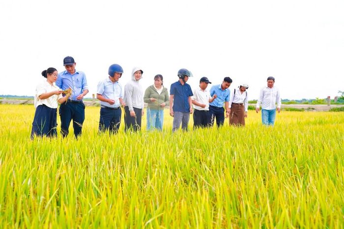 Tổ chức thăm đồng, đánh giá năng suất, sản lượng lúa vụ Hè Thu năm 2026 tại phường Thanh Thuỷ, Tp. Huế
