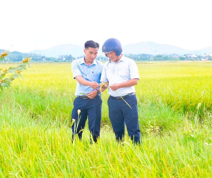 Thanh Thủy đang từng bước hướng sản xuất lúa theo phương thức hiệu quả, an toàn và thân thiện với môi trường