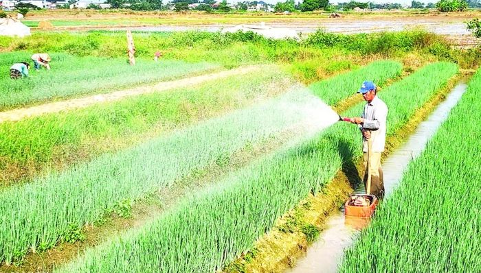 Từng bước nghiên cứu xây dựng vùng sản xuất hành theo hướng an toàn