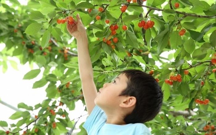 Tại tỉnh Yamagata, diện tích trồng anh đào khoảng 3.000 ha, lớn nhất Nhật Bản. Trong đó, giống anh đào Sato Nishiki chiếm khoảng 70% diện tích. (Ảnh: KILALA)