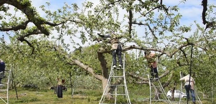 Khi hoa cherry nở (tháng 4 hàng năm), người trồng loại bỏ bớt số lượng hoa, tránh nhiều hoa tập trung trên một nhánh. (Ảnh chụp màn hình: Noal Farm)