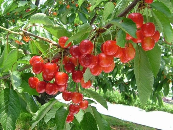Cherry Sato Nishiki (Nhật Bản) là một trong những loại trái cây đắt nhất thế giới. Trái anh đào Sato Nishiki có vỏ màu đỏ tươi, thịt quả mềm và mọng nước, hàm lượng đường từ 16-20 độ Brix, vị chua dễ chịu. (Ảnh: KILALA)