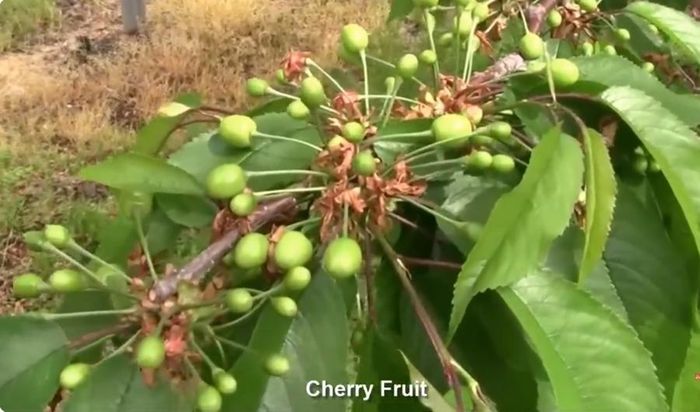 Trái cherry cần khoảng 3 tháng để chín và có thể thu hoạch. (Ảnh chụp màn hình: Noal Farm)