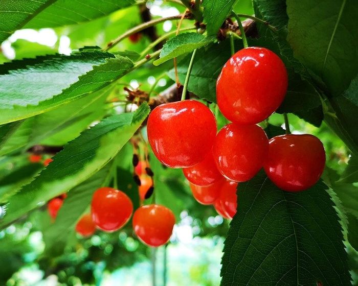 Mỗi năm, loại cherry đắt đỏ này chỉ cho khoảng 600kg. (Ảnh: Yamagata)