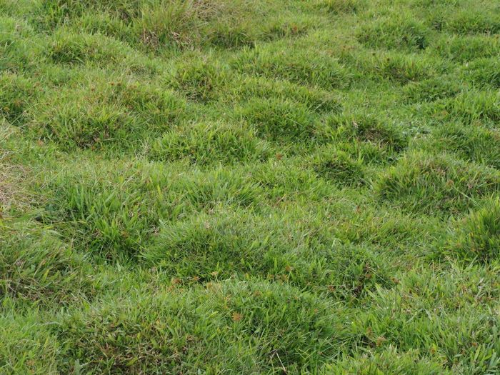 Cận cảnh mặt sân cỏ lá gừng. (Ảnh: Plants of the World Online)