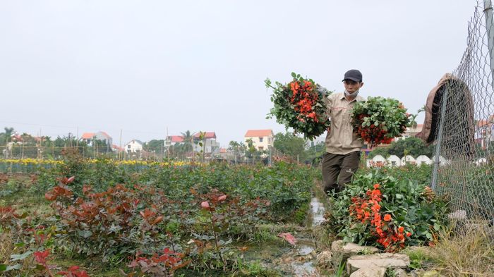 Nông dân xã Mê Linh thu hoạch hoa. Ảnh: Tùng Nguyễn