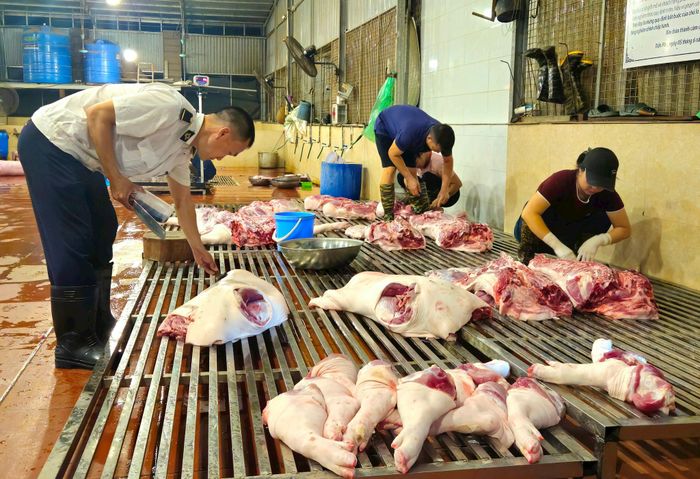 Kiểm soát giết mổ lợn, vệ sinh an toàn thực phẩm tại khu giết mổ tập trung tạm thời trên địa bàn xã Trần Phú. Ảnh: Ánh Dương