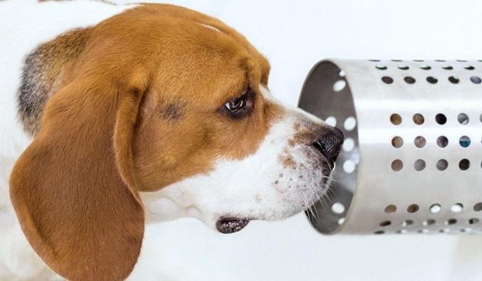  Chó đã được huấn luyện để xác định các loại ung thư phổi, vú, buồng trứng, bàng quang và tuyến tiền liệt. Ảnh: Experimental Biology. 