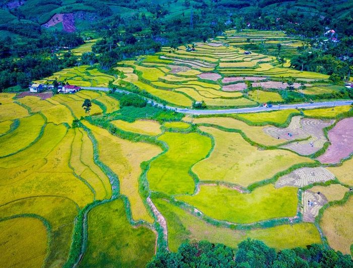 Sắc vàng của lúa hòa cùng màu xanh núi rừng, tạo nên bức tranh mùa màng đặc trưng miền sơn cước