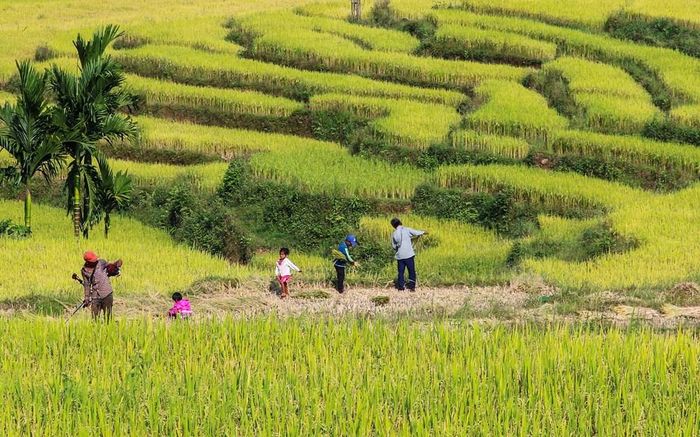 Du khách bị cuốn hút bởi vẻ đẹp rực rỡ của mùa lúa chín trên những thửa ruộng bậc thang