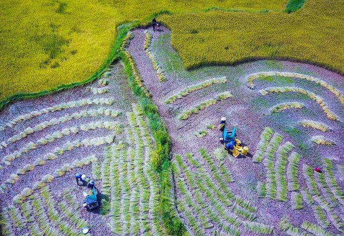 Những hàng lúa vừa được máy cắt xong trải đều trên cánh đồng Sơn Kỳ, tạo nên khung cảnh mùa gặt rộn ràng nơi miền sơn cước qua ống kính của Nghệ sĩ nhiếp ảnh Đoàn Vương Quốc