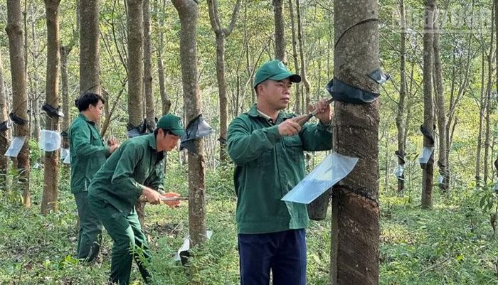Công nhân Công ty cổ phần cao-su Điện Biên cạo mủ tại vườn cây trên địa bàn xã Chiềng Sinh. (Ảnh: LÊ LAN)