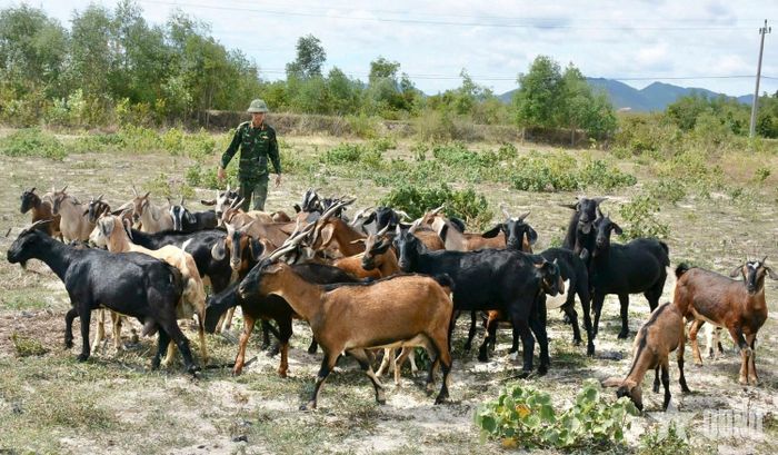Ngoài chăn nuôi bò, đơn vị còn tận dụng đồng cỏ tự nhiên để nuôi dê. 