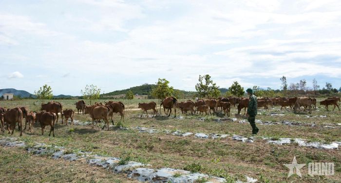 Đàn bò hàng chục con của đơn vị. 