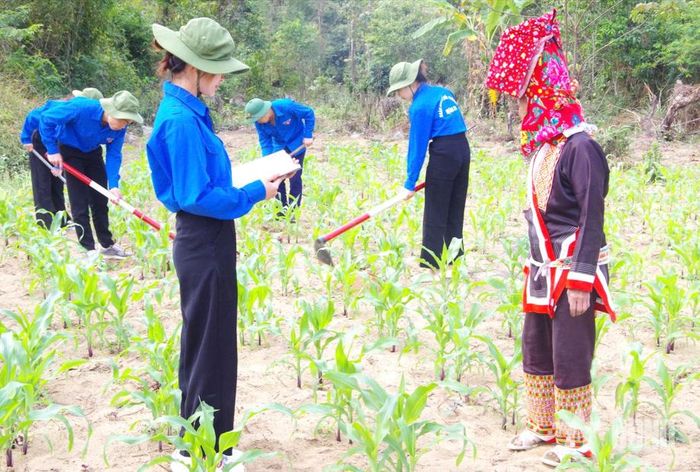 Trí thức trẻ tình nguyện Đoàn Kinh tế-Quốc phòng 327 (Quân khu 3) hướng dẫn bà con trên địa bàn kỹ thuật chăm sóc cây trồng. Ảnh do đơn vị cung cấp