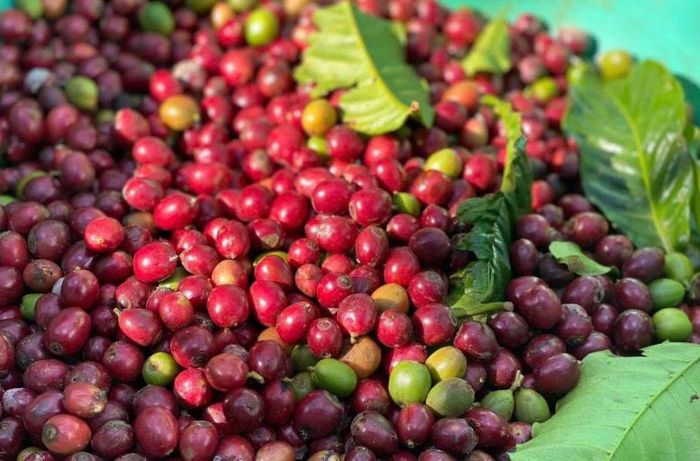Giá cà phê bật tăng trở lại. Ảnh minh họa: congthuong.vn