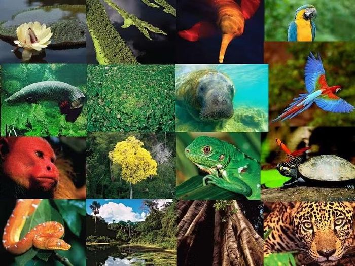 Ảnh: bibocaambiental.blogspot