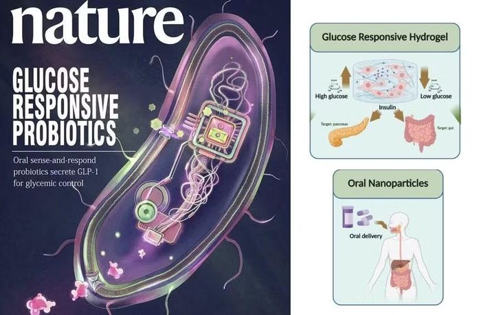 Vi khuẩn probiotic biến đổi gene có thể tự điều chỉnh để hạ đường huyết.