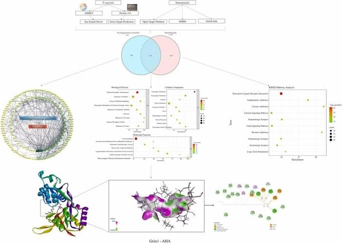 Nấm Pseudogymnoascus chứa 9 hợp chất hoạt tính sinh học với khả năng thẩm thấu qua hàng rào máu não bảo vệ thần kinh.