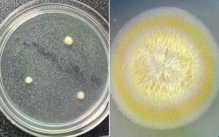 Nấm Pseudogymnoascus phát triển trong môi trường khắc nghiệt ở Nam Cực.
