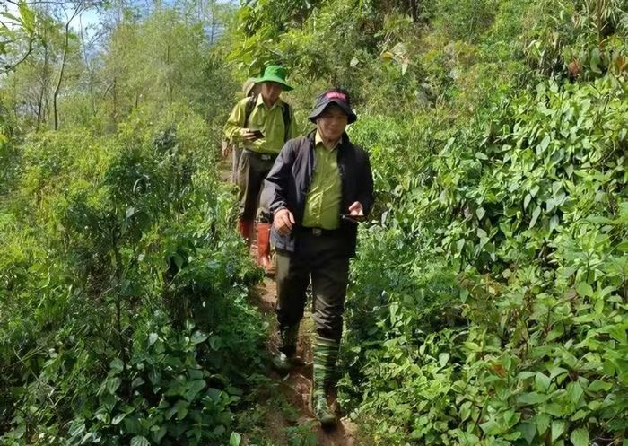 Những năm qua, Hạt Kiểm lâm khu vực VI luôn làm tốt công tác bảo vệ rừng, phát triển rừng.