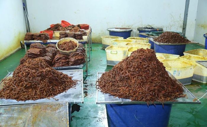Thịt trâu nguyên liệu đang được chế biến tại Công ty TNHH Trần Lê Foods. Ảnh: Công an cung cấp