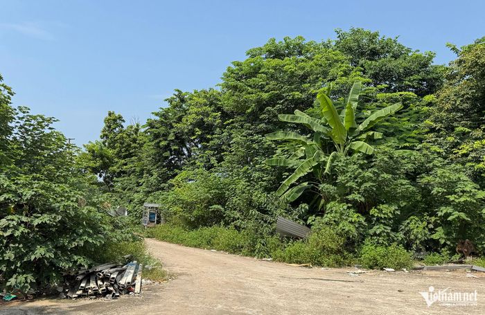 Một số khu vực tại dự án đến nay cỏ mọc um tùm.