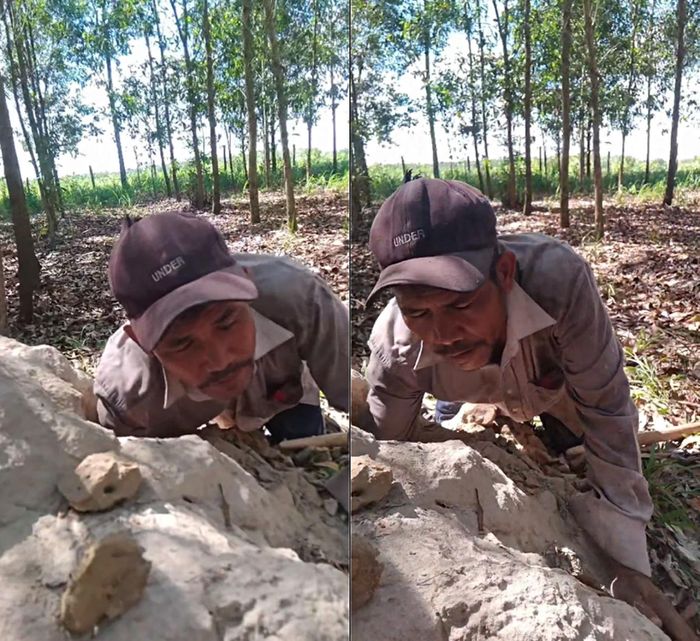 Theo anh Nghi, mùa nắng, mối di chuyển "bánh" mối chúa xuống sâu dưới mặt đất