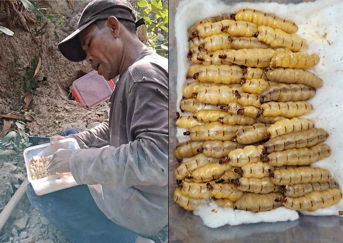 Trung bình mỗi ngày anh Nghi có thể đào được từ 50-70 con mối chúa