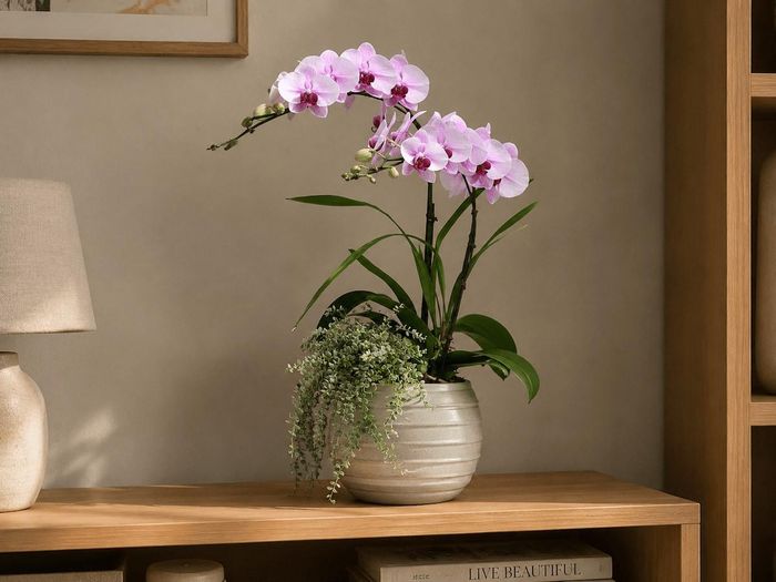 Hoa lan hồ điệp có nhiều màu sắc như trắng, vàng, hồng hoặc tím, giúp không gian trở nên nổi bật mà không cần sử dụng quá nhiều đồ trang trí.