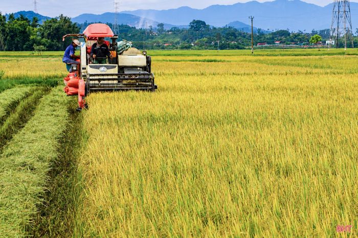 Lúa vụ hè thu dự kiến bước vào thu hoạch đại trà từ ngày 25 - 31/8.