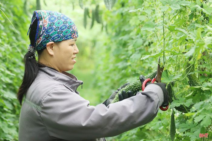 Diện tích trồng mướp đắng của gia đình chị Nguyễn Thị Thương cho năng suất cao.