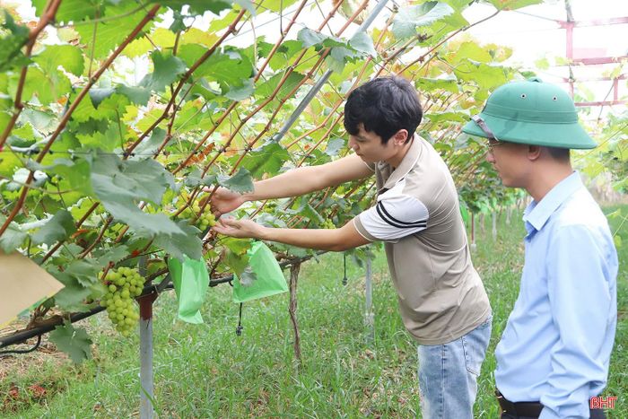 Mô hình trồng nho mẫu đơn của gia đình anh Nguyễn Thế Hoàn (thôn Thanh Bình) mang lại hiệu quả khá.